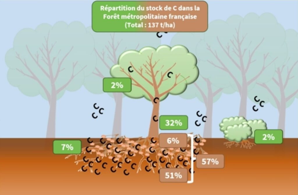 arbre stock carbone